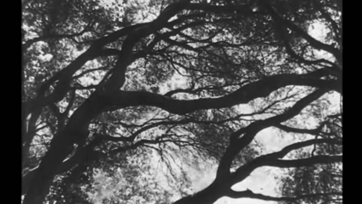 Thumbnail capture of Dorothea Lange Part 1: Under The Trees